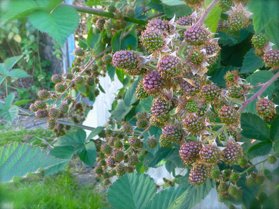 Blackberries small