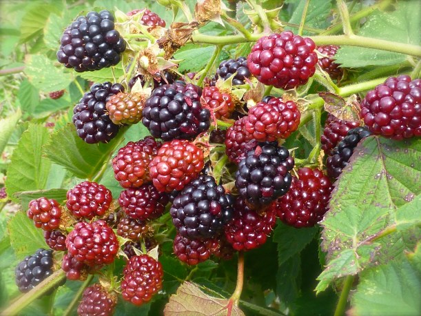 blackberries