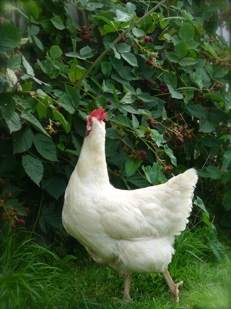 hen eating blackberries