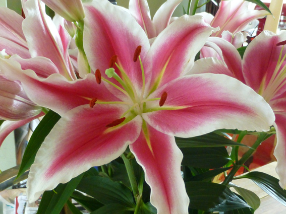 Stargazer Lilysmall