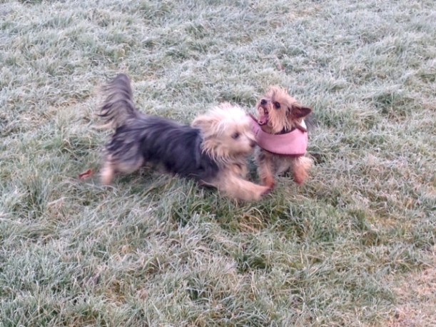 Dogs playing in the frost