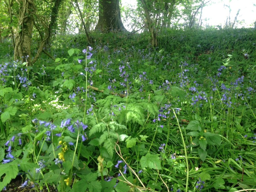 Bluebell hedgerow