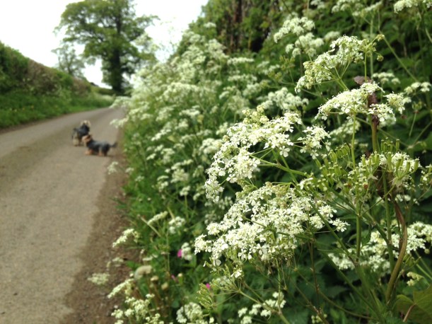 Cow Parsley