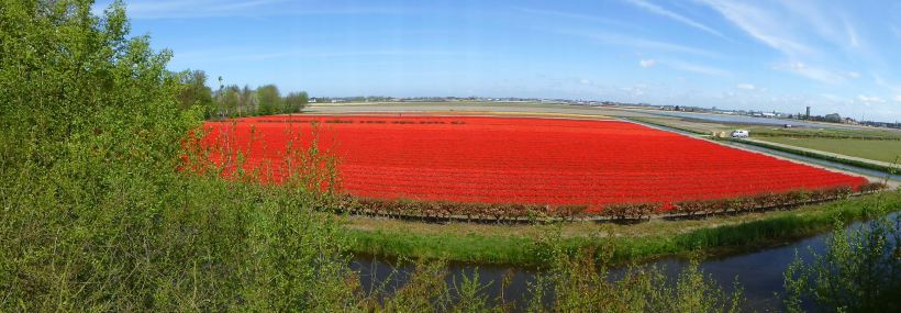 tulip fields