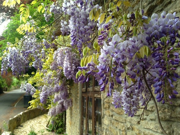 Wisteria