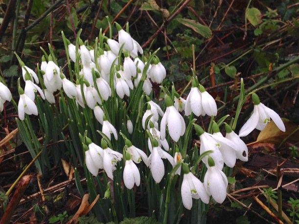 snowdrops